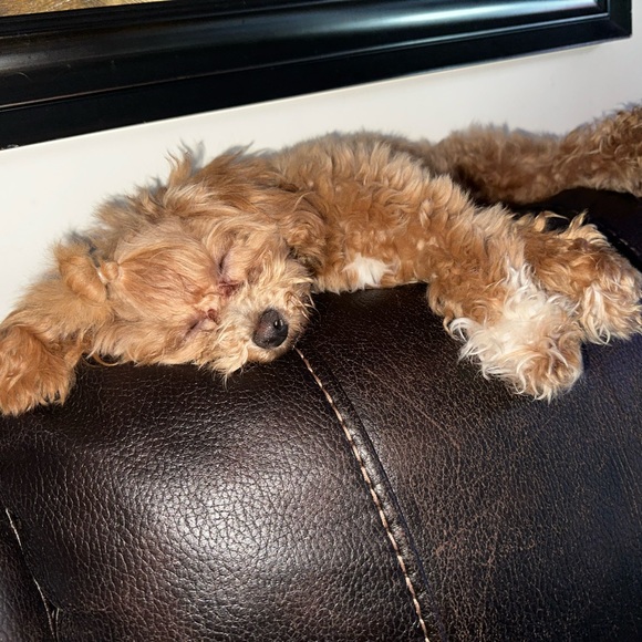 Meet your Posher, Sen Offers Accepted - Picture 3 of 6